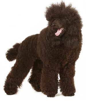 CANICHE MIJLOCIU